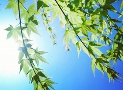落叶独自飘零 太原 风中的叶,独自飘零