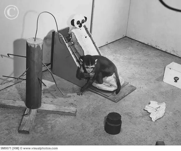 恒河猴母爱剥夺实验 母爱剥夺试验