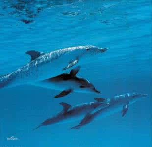 亚运会电竞项目 丁丁虫亚目