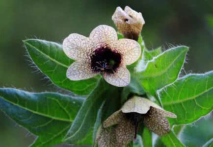 天仙子 天仙子(Hyoscyamus niger)，茄科  