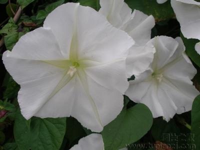 月光花 月光花 月光花像什么东西?