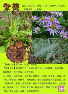 常用中草药300种图谱 常用中草药300种图谱(完整版)