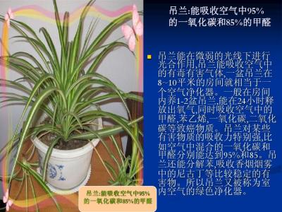 常见植物名称及图片 常见植物名清单 常见植物名