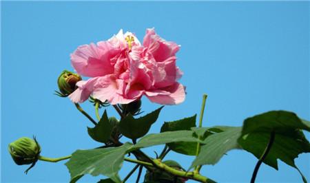 农村猪的养殖技术方法 芙蓉花的养殖方法 【芙蓉花的养殖技术】芙蓉花怎样养殖技术