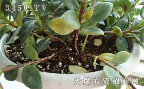 金鱼吊兰怎么繁殖 金鱼吊兰的繁殖方法 金鱼养殖的正确方法 金鱼是怎么繁殖的