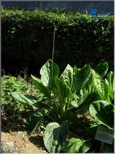 车前科 大车前(Plantago major)，车前科  