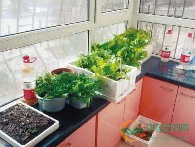 阳台种菜肥料 阳台种菜的基本作业-肥料篇