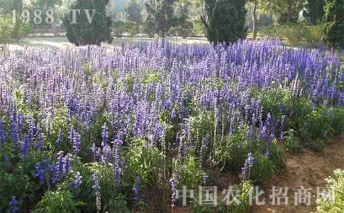 蓝花鼠尾草 蓝花鼠尾草 蓝花鼠尾草的养殖方法 怎么养蓝花鼠尾草