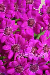 时钟花花语 花语大全：时钟花的花语