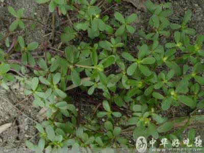 治疗脑血栓的民间偏方 民间偏方:丝瓜瓤、马齿菜治脑血栓以后行动不便
