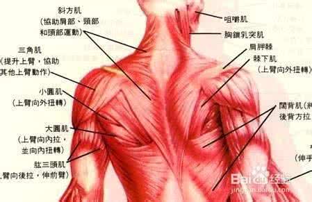 肩膀疼痛是什么原因 肩膀疼痛是什么原因 肩膀疼痛严重吗？
