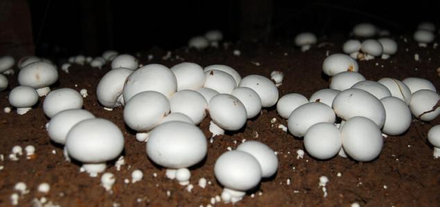 口蘑和蘑菇的区别 食用和药用蘑菇  口蘑(Tricholoma mongolicum)