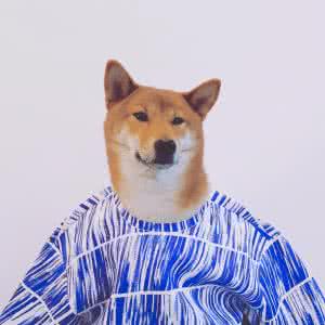 柴犬咬另一只的舌头 关于一只柴犬的时装发布会...