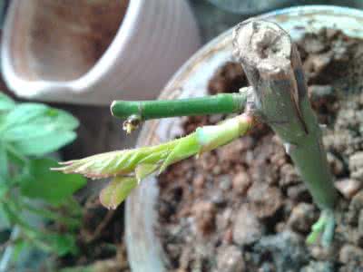 月季扦插 月季扦插 扦插玫瑰月季必活法，只需要一颗神奇的土豆