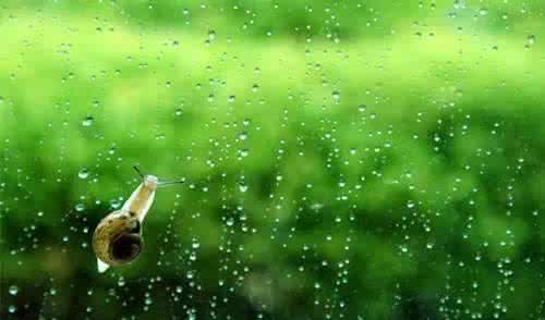 故乡的雨 故乡的雨唐弢 唐弢