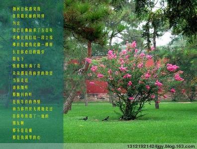 一颗开花的树 一颗开花的树--双语《席慕容》