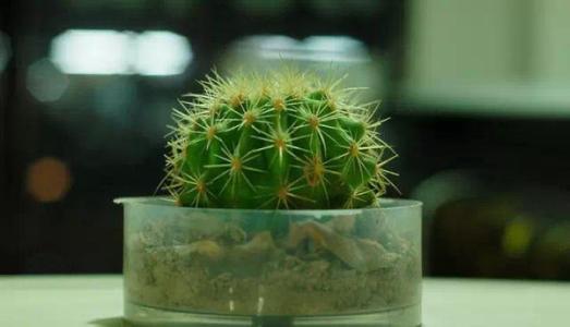 家居风水摆件知识 【风水知识】家中摆件有讲究 5种物品很不祥