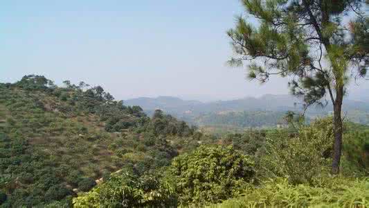 大益高山韵象 高山神兽,象卧狮,象巡山之虎