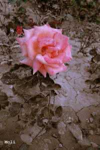 花朵艳丽 终会散落 抑郁是一朵颓败却艳丽的花