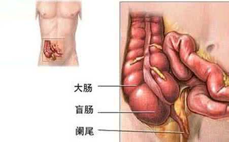 阑尾的位置 阑尾位置 阑尾的位置 阑尾的位置有什么讲究