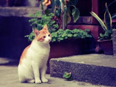 厦门鼓浪屿 去鼓浪屿邂逅一只猫 呼哈城市·厦门 | 如何在鼓浪屿邂逅一只猫?