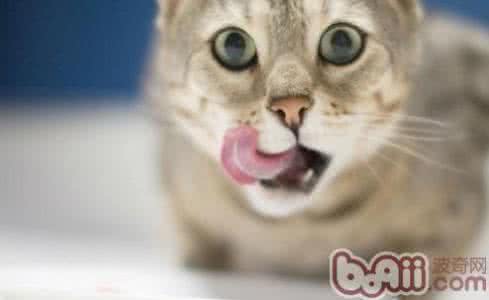 宠物猫吃什么 宠物猫不能吃什么食物