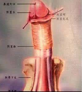 龟头根部有点发紫 龟头尿道两边发黑发紫 龟头发紫发黑怎么护理