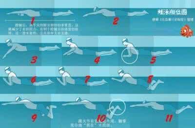 蛙泳的换气动作要领 蛙泳的动作要领和换气技巧