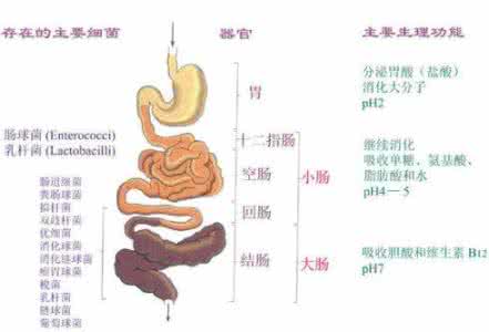 如何恢复肠道菌群 如何恢复肠道菌群?