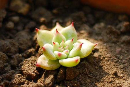 多肉植物的养护 多肉植物的春季养护