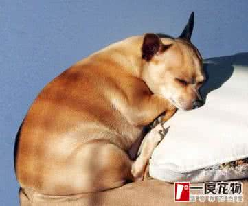 健康饮食讲座 讲座报名| 狗狗饮食小课堂:这样吃更健康!