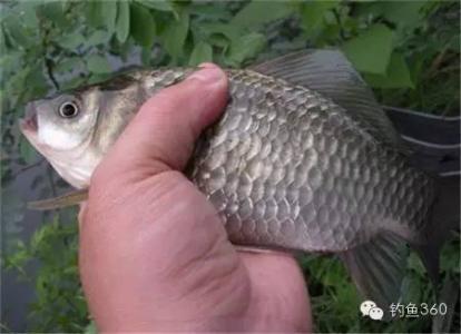 冬季钓鲫鱼饵料配方 冬季钓鲫鱼经验配方