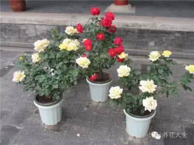 月季花繁殖技术 月季花繁殖技术 家庭养花|月季花的3大繁殖方法,来养一盆漂亮的月季吧!