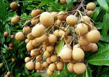 龙眼和桂圆的区别 龙眼不能和什么一起吃 桂圆和龙眼什么区别