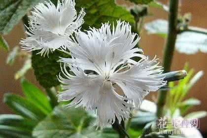 花语 姬瞿麦花语 姬瞿麦养殖