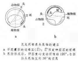 上古卷轴5触手产卵mod 卵轴