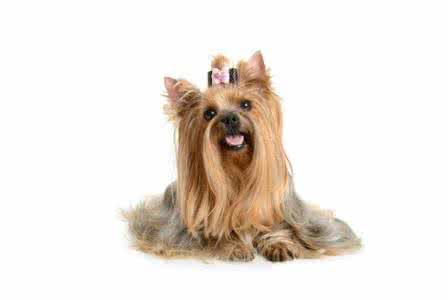 西施犬需要注意什么 西施犬有什么性格特征