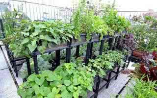 阳台种菜视频大全 阳台种菜大全3