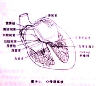 人体循环系统示意图 人体的物质运输网络—循环系统(1)