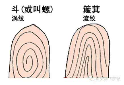 手指纹螺 決定性格的手指紋斗(螺)