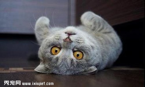 苏格兰折耳猫的小说集 苏格兰折耳猫的特征与养殖方法