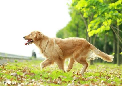 金毛性格缺陷有那些 金毛犬的性格