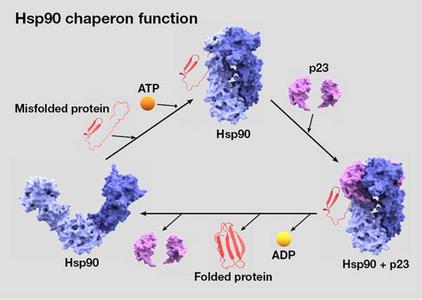 热休克蛋白高是癌症吗 热休克蛋白 热休克蛋白 它是怎样产生的