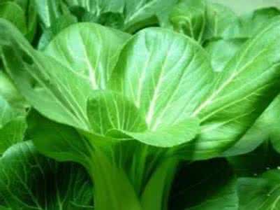 油菜的营养价值及功效 油菜的营养价值 油菜的功效与作用