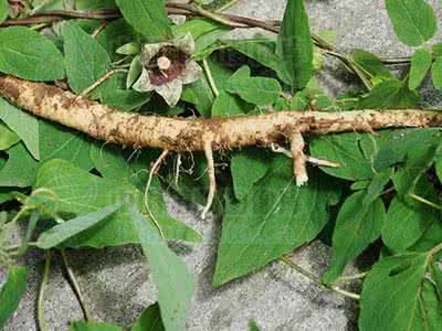 党参的功效与作用 党参的功效与作用 川党参的功效与作用