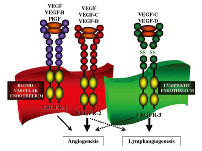 血管内皮生长因子 血管内皮生长因子 血管有时也会阻止肿瘤生长