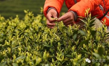 白茶清欢无别事出自哪 ??白茶居然喝出了酸味？