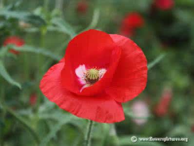 12个月生日花语 8月8日生日花语