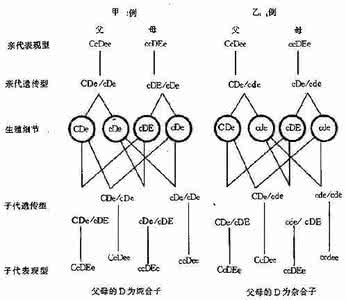 血型遗传规律表 如何计算出下一代血型?血型遗传规律表