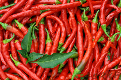 辣椒的功效与作用 辣椒的药用价值 辣椒的功效与作用